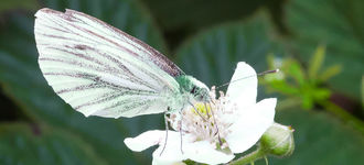 Green-Veined White Butterfly
