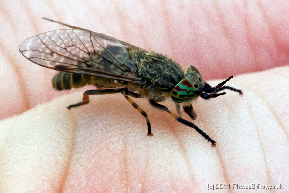 Deer Fly About To Bite My Finger! (Macro Shot)