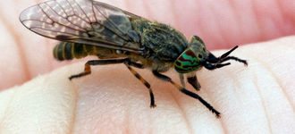 Deer Fly About To Bite My Finger! (Macro Shot)