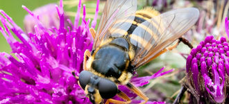 Hoverfly On Thistle Flower