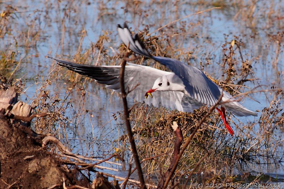 Black-headed Gull With Worm At Southport