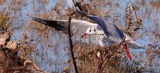 Black-headed Gull With Worm At Southport