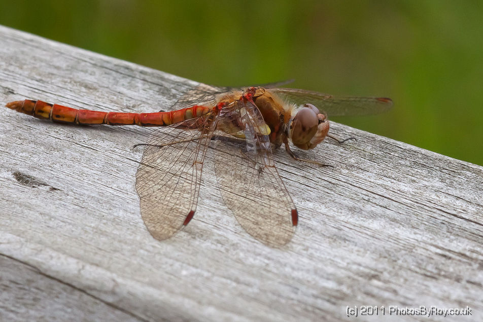 Red-Veined Darter Dragonfly On Wooden Gate
