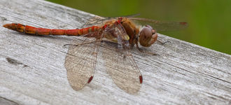 Red-Veined Darter Dragonfly On Wooden Gate