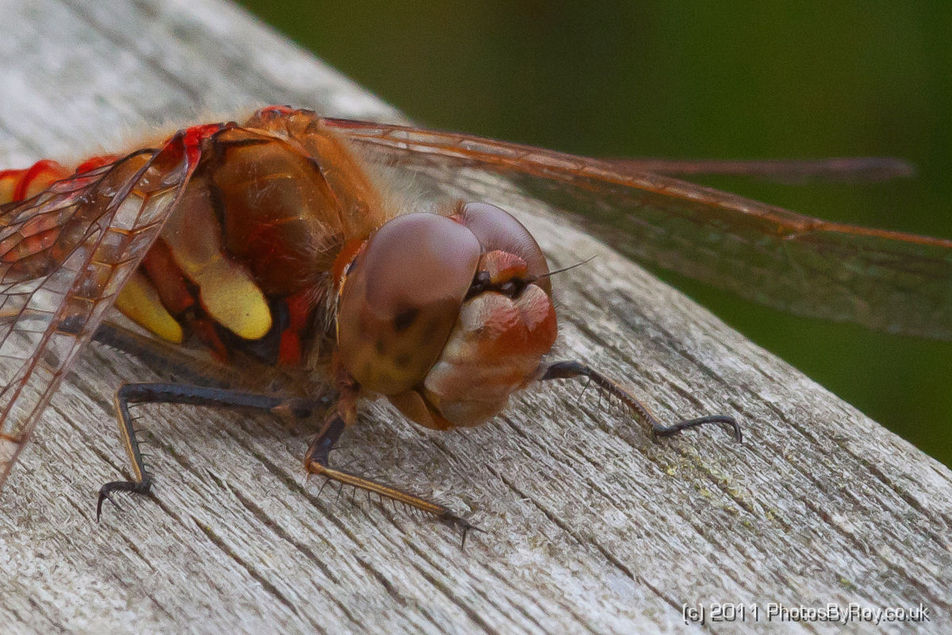 Red-Veined Darter Dragonfly (Macro Shot)