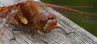 Red-Veined Darter Dragonfly (Macro Shot)