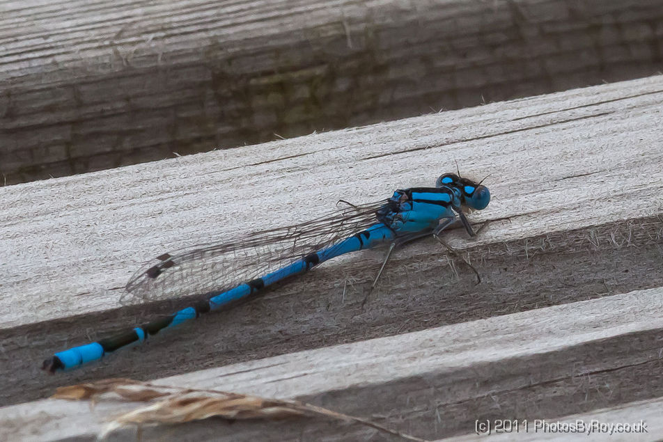 Common Blue Damselfly At Cors Erddreiniog Nature Reserve