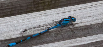 Common Blue Damselfly At Cors Erddreiniog Nature Reserve