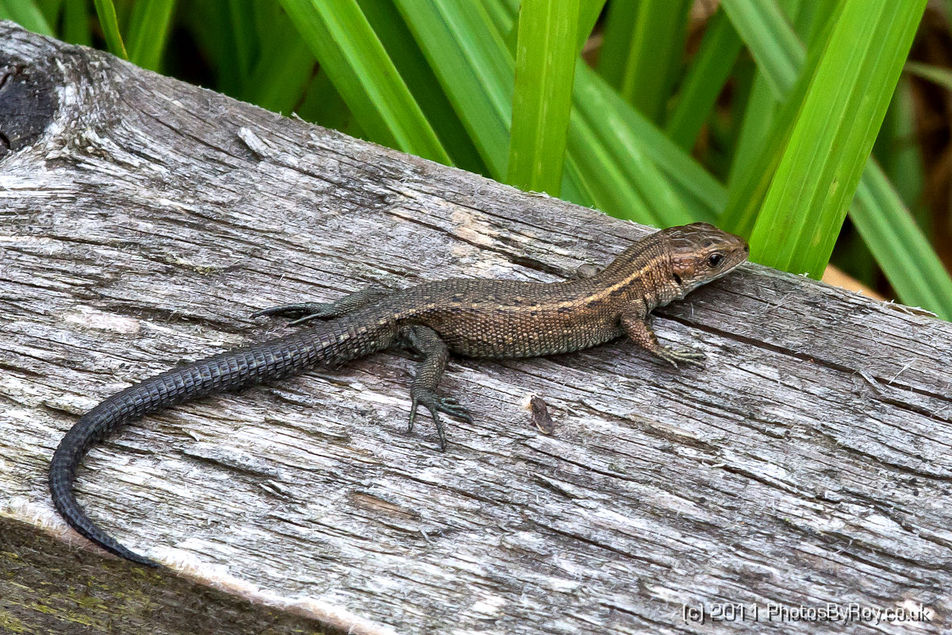 Common (Viviparous) Lizard At Cors Erddreiniog
