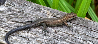 Common (Viviparous) Lizard At Cors Erddreiniog