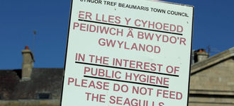 Don’t Feed The Seagulls!
