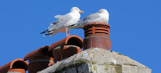 Seagulls