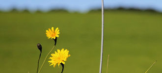 Depth of Field