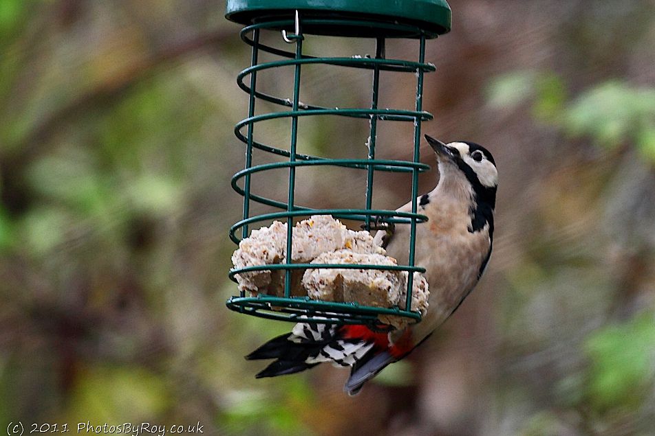 Old Moor: Great Spotted Woodpecker On Suet Feeder