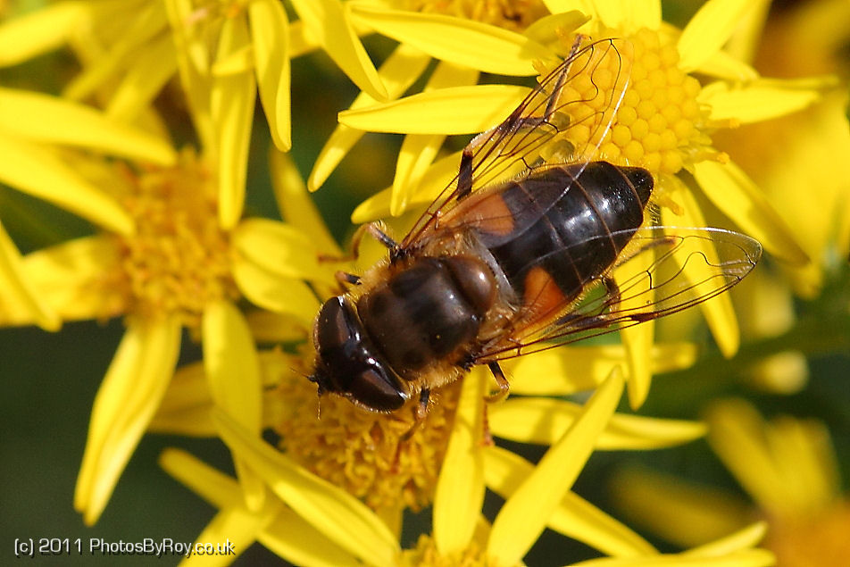 Hoverfly on Yellow Flowers