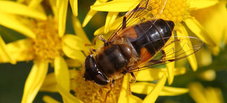 Hoverfly on Yellow Flowers
