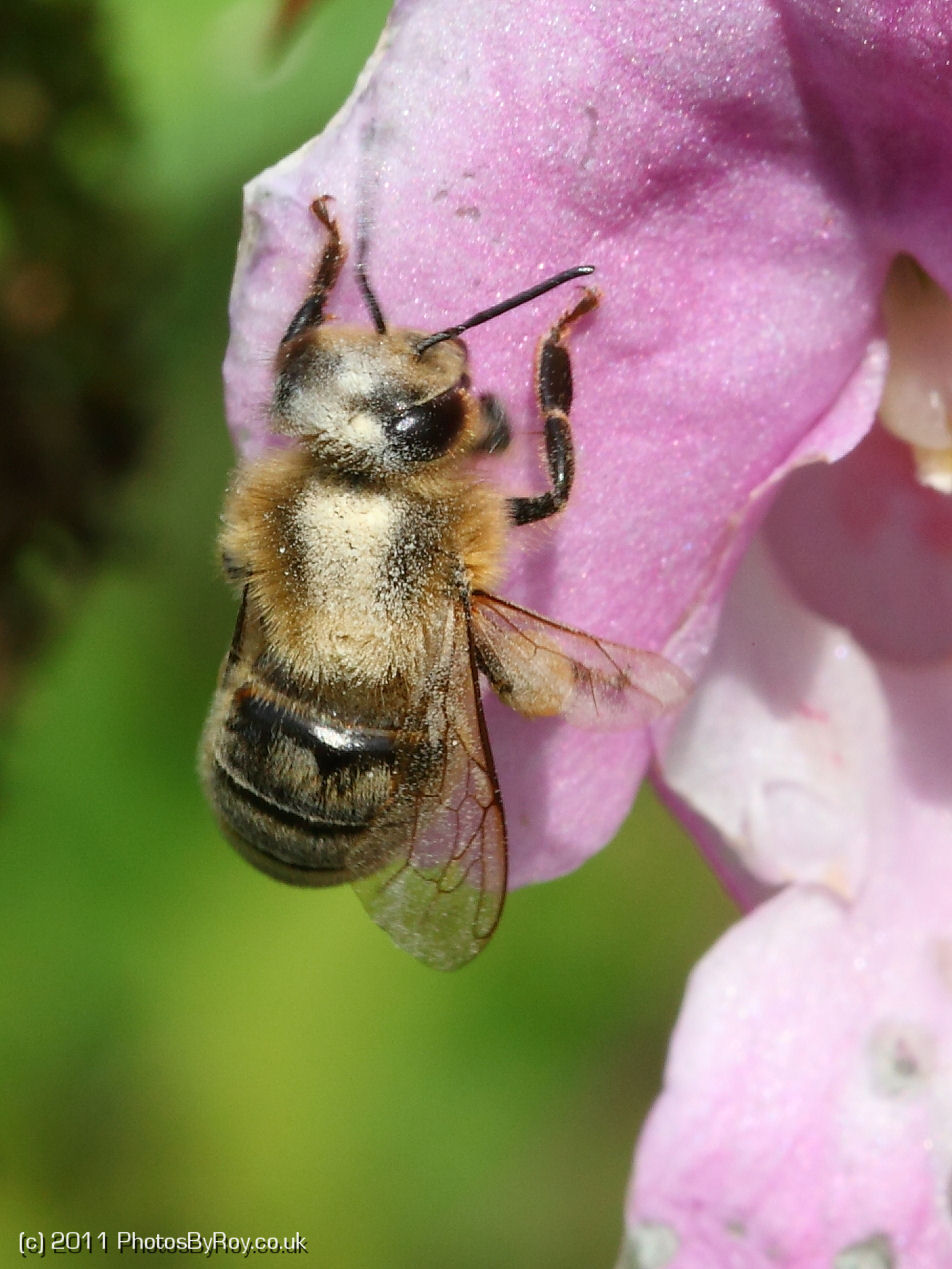 Collecting Pollen from Purple Flower
