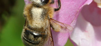 Collecting Pollen from Purple Flower
