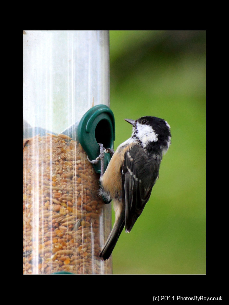 Coal Tit at Moses Gate Country Park