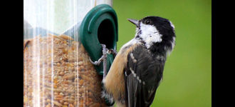 Coal Tit at Moses Gate Country Park