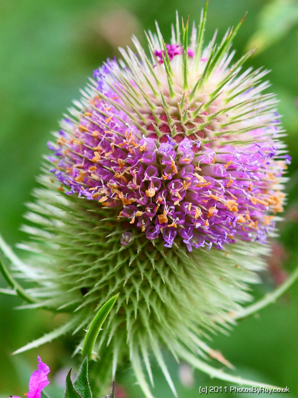 Fullers Teasel (Dipsacus fullonum)