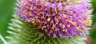 Fullers Teasel (Dipsacus fullonum)