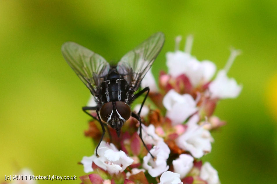 Fly Sitting on White Flowers