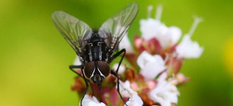 Fly Sitting on White Flowers