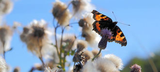 Small Tortoiseshell Butterfly