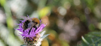 Bee On Flower