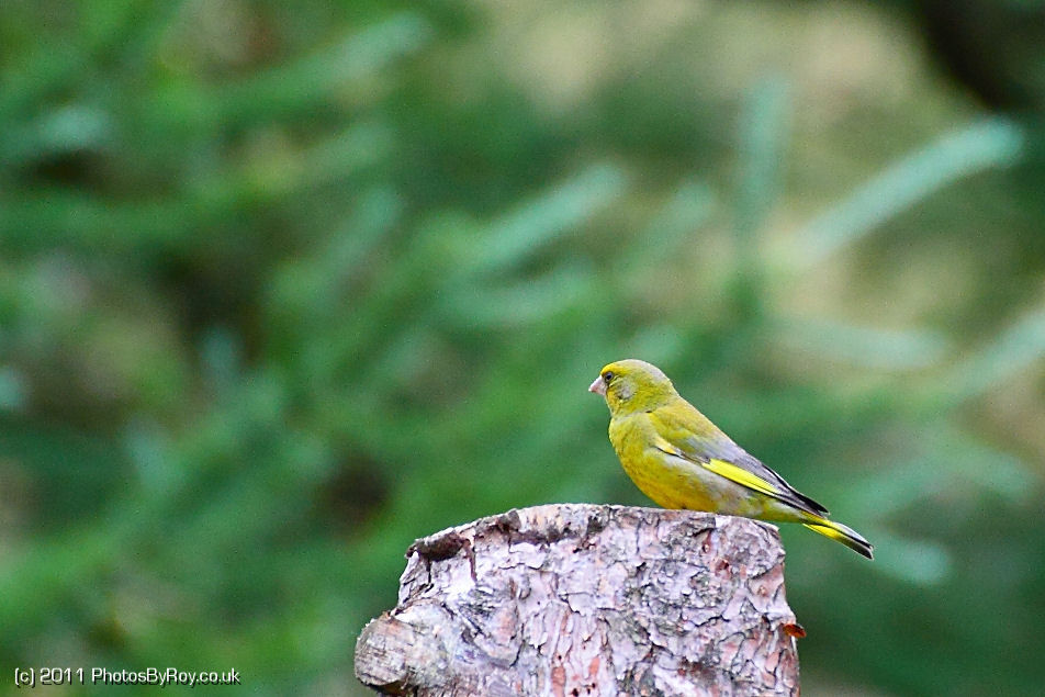 Green Finch at Dove Stone Reservoir