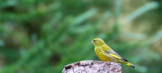 Green Finch at Dove Stone Reservoir