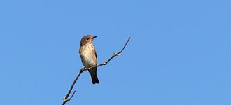 Spotted Flycatcher At Testwood Lakes