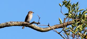 Testwood Lakes: Spotted Flycatcher