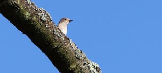 Spotted Flycatcher On The Lookout