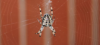 Arachnid