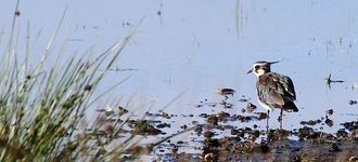 Lapwing (Peewit) At Testwood Lakes