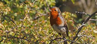 Robin At Testwood Lakes