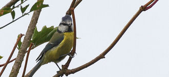 Blue Tit In Hedge End, Southampton