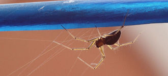 Spider On A Washing Line (Macro)