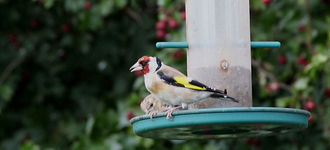 Red-Faced Goldfinch At Far Ings Nature Reserve