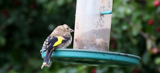 Goldfinch Feeding on Nyger Seed at Far Ings