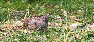 Dunnock Beneath The Feeding Station At Far Ings