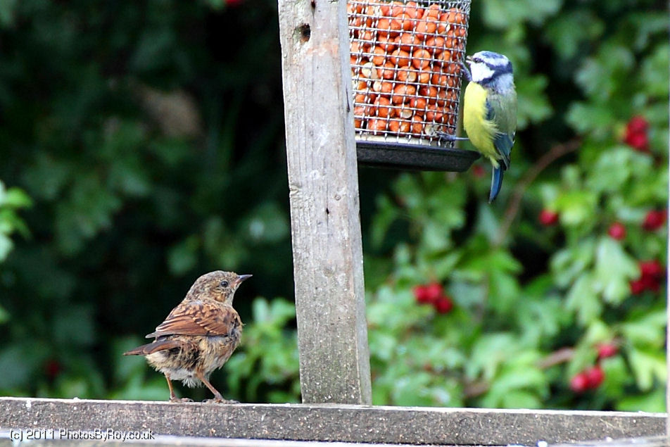 Dunnock Watching Blue Tit Feed At Far Ings