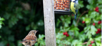 Dunnock Watching Blue Tit Feed At Far Ings