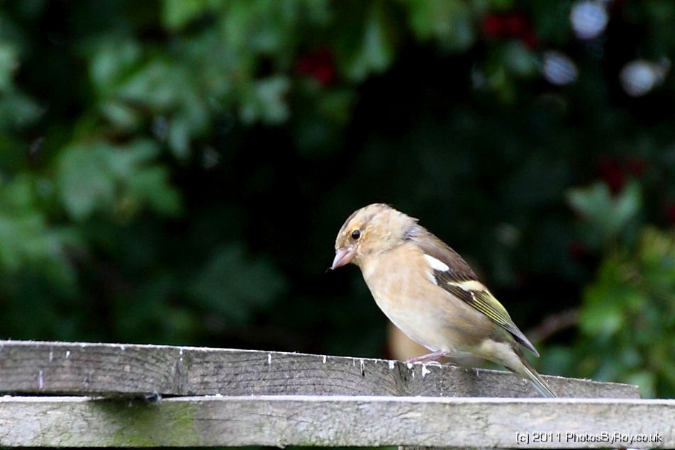 Chaffinch On Bird Table At Far Ings Nature Reserve