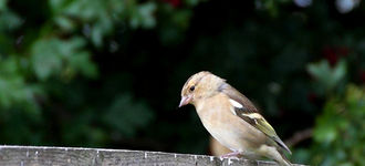 Chaffinch On Bird Table At Far Ings Nature Reserve