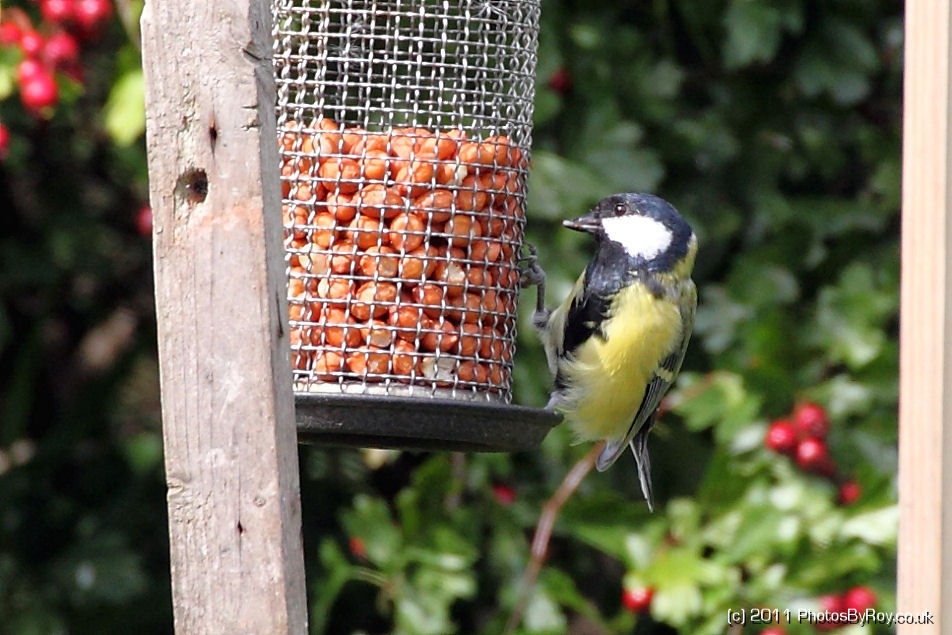 Great Tit On Peanut Feeder At Far Ings