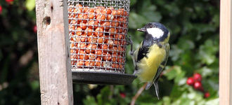 Great Tit On Peanut Feeder At Far Ings