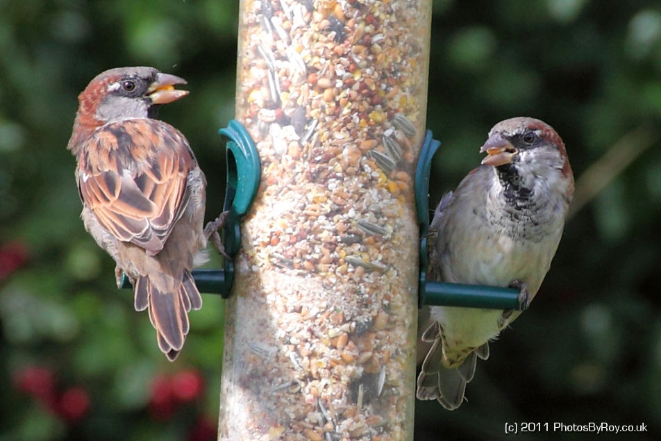 Pair of Sparrows At Far Ings Nature Reserve